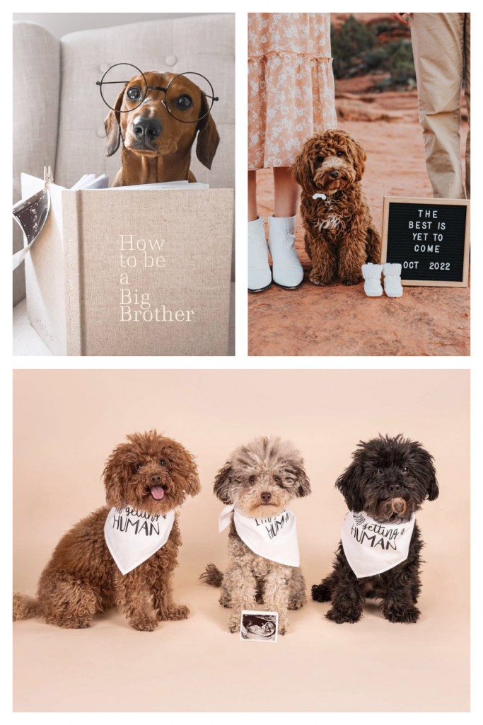 21+ *Actually Adorable* Pregnancy Announcements with Dogs 2024