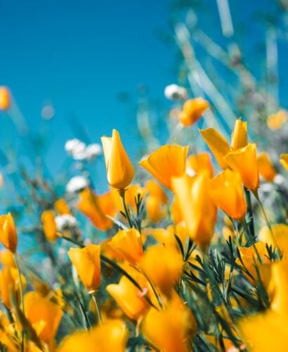 Spring baby names - flowers and nature